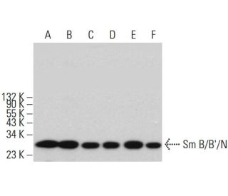 Sm B/B&prime;/N Antibody (H-9) - Western Blotting - Image 382797 