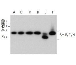 Sm B/B&prime;/N Antibody (A-5) - Western Blotting - Image 380382 