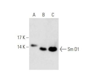 Sm D1 Antibody (A-9) - Western Blotting - Image 81073 