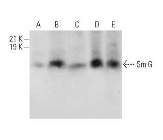 Sm G Antibody (A-11) - Western Blotting - Image 308329 