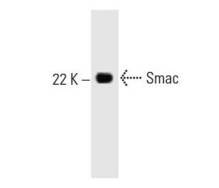 Smac Antibody (56) - Western Blotting - Image 127487