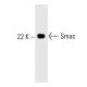 Smac Antibody (56) - Western Blotting - Image 127487