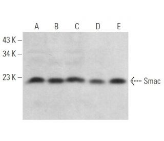 Smac Antibody (C-10) - Western Blotting - Image 371875