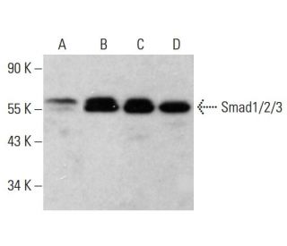 Smad1/2/3 Antibody (H-2) - Western Blotting - Image 380632 