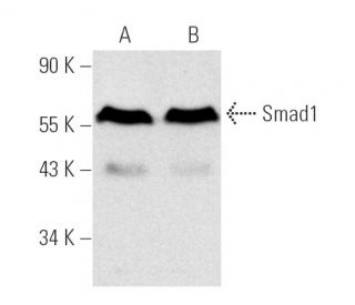Smad1 Antibody (A-4) - Western Blotting - Image 1150 