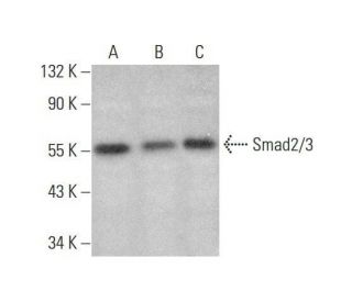 Smad2/3 Antibody (E-1) - Western Blotting - Image 350748 