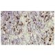 Smad3 Antibody (38-Q) - Immunohistochemistry - Image 36318 