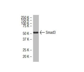 Smad3 Antibody (38-Q) - Western Blotting - Image 34515 