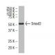 Smad3 Antibody (38-Q) - Western Blotting - Image 34515 