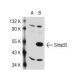 Smad3 Antibody (38-Q) - Western Blotting - Image 37019