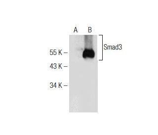 Smad2/3 (E-1): sc-376928. Western blot analysis of Smad3 expression in... 