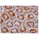 Smad4 Antibody (0.N.557) - Immunohistochemistry - Image 351502 