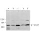 Smad4 Antibody (0.N.557) - Western Blotting - Image 374650 