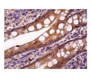 Smad4 Antibody (B-8) - Immunohistochemistry - Image 156298 