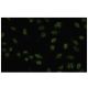 Smad5 Antibody (YY-6) - Immunofluorescence - Image 35823