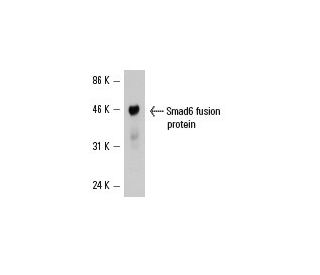 Smad6 Antibody (D-4) - Western Blotting - Image 6540 