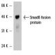 Smad6 Antibody (D-4) - Western Blotting - Image 6540 