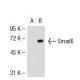 Smad6 Antibody (D-4) - Western Blotting - Image 52920