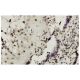 Smad7 Antibody (Z8-B) - Immunohistochemistry - Image 36316