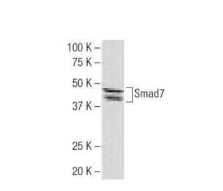 Smad7 Antibody (Z8-B) - Western Blotting - Image 34512 
