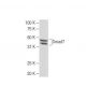 Smad7 Antibody (Z8-B) - Western Blotting - Image 34512 