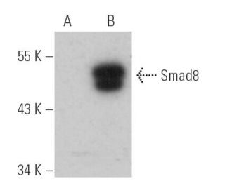 Smad8 Antibody (A-1) - Western Blotting - Image 390348SAM Transcription Activation: SAM system utilizing dCas9-VP64, MS2-P65-HSF1, and sgRNA for precise gene transcription activation. 