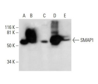 SMAP1 Antibody (D-3) - Western Blotting - Image 289966 