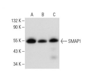 SMAP1 Antibody (G-3) - Western Blotting - Image 314171 