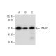 SMAP1 Antibody (G-3) - Western Blotting - Image 314171 