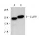 SMAP1 Antibody (G-3) - Western Blotting - Image 374968 
