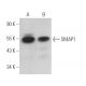 SMAP1 Antibody (G-3) - Western Blotting - Image 374972