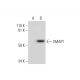 SMAP1 Antibody (H-11) - Western Blotting - Image 292003 