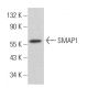 SMAP1 Antibody (H-11) - Western Blotting - Image 379354
