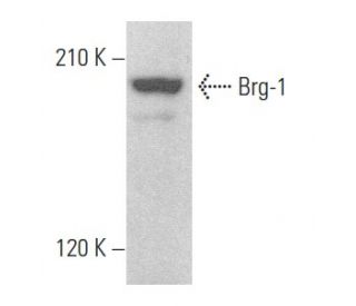 SMARCA4/Brg1 Antibody (G-7) - Western Blotting - Image 353978Each CRISPR/Cas9 Knockout (KO) Plasmid product consists of a pool of 3 plasmids designed to ensure identification and cleavage of a specific gene for maximum knockout efficiency. Each plasmid encodes a unique 20 nt sequence derived from the GeCKO (v2) library.