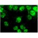 SmarcAL1 Antibody (E-12) - Immunofluorescence - Image 296395 