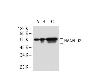 SMARCD2 Antibody (F-34) - Western Blotting - Image 52206