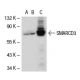 SMARCD3 Antibody (RN-18) - Western Blotting - Image 40406