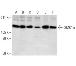 SMC1α Antibody (H-6) - Western Blotting - Image 292935
