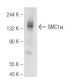 SMC1α Antibody (E-8) - Western Blotting - Image 93622