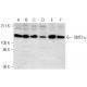 SMC1α Antibody (H-6) - Western Blotting - Image 292935