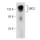 SMC3 Antibody (A-7) - Western Blotting - Image 142548