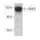 SMC3 Antibody (A-7) - Western Blotting - Image 375460 