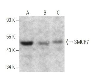 SMCR7 Antibody (A-5) - Western Blotting - Image 363262 