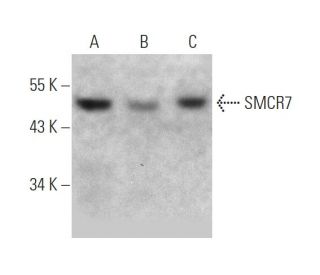SMCR7 Antibody (E-1) - Western Blotting - Image 364922 
