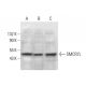 SMCR7L Antibody (A-6) - Western Blotting - Image 378114 
