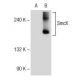 SmcX Antibody (C-1) - Western Blotting - Image 145665 