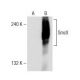 SmcX Antibody (F-12) - Western Blotting - Image 147251 