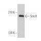 SmcX Antibody (F-12) - Western Blotting - Image 360707 