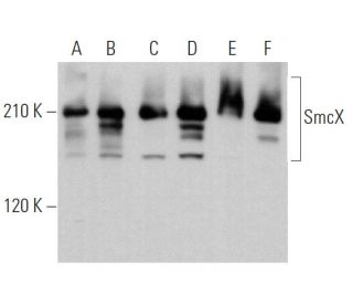 SmcX Antibody (G-10) - Western Blotting - Image 360711 