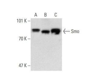 SMO/Smoothened Antibody (E-5) - Western Blotting - Image 138377 